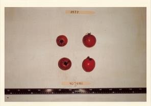 Click for 1 image(s) for this accession. FRUIT